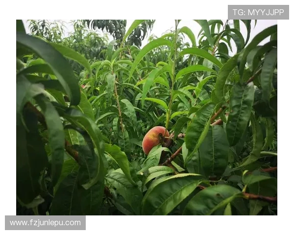 邦马蒂谈与马里奥娜互相欣赏 并表示未曾预料今日获奖之事 邦马蒂谈与马里奥娜互相欣赏 并表示未曾预料今日获奖之事
